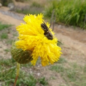 Lasioglossum (Chilalictus) lanarium at Molonglo Valley, ACT - 29 Dec 2022 11:08 AM