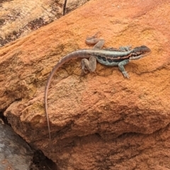 Ctenophorus mirrityana (Barrier Range Dragon) at Mutawintji, NSW - 29 Dec 2022 by Darcy