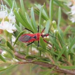 Gminatus australis (Orange assassin bug) at Kambah, ACT - 29 Dec 2022 by MatthewFrawley