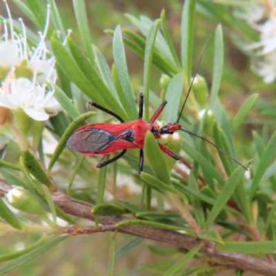 Gminatus australis (Orange assassin bug) at Mount Taylor - 29 Dec 2022 by MatthewFrawley