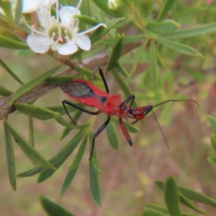 Gminatus australis at Kambah, ACT - 29 Dec 2022 02:33 PM