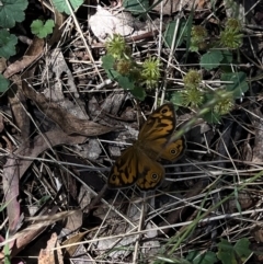 Heteronympha merope (Common Brown Butterfly) at Corrowong, NSW - 27 Dec 2022 by BlackFlat