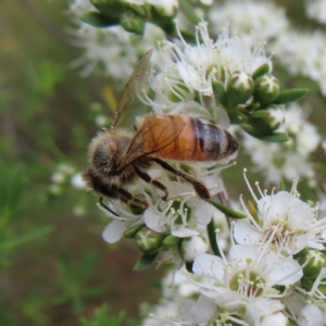 Apis mellifera at Kambah, ACT - 29 Dec 2022 02:34 PM