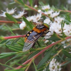 Scaptia (Scaptia) auriflua (A flower-feeding march fly) at Mount Taylor - 29 Dec 2022 by MatthewFrawley