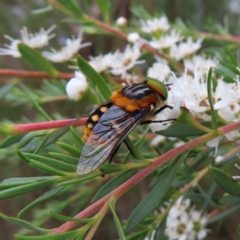 Scaptia (Scaptia) auriflua (A flower-feeding march fly) at Kambah, ACT - 29 Dec 2022 by MatthewFrawley
