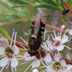 Odontomyia hunteri (Soldier fly) at Kambah, ACT - 29 Dec 2022 by MatthewFrawley