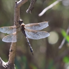 Hemicordulia tau (Tau Emerald) at Cook, ACT - 25 Dec 2022 by Tammy