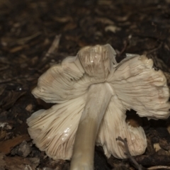 zz agaric (stem; gills white/cream) at Higgins, ACT - 22 Dec 2022