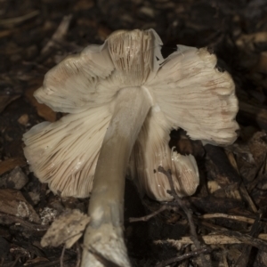 zz agaric (stem; gills white/cream) at Higgins, ACT - 22 Dec 2022