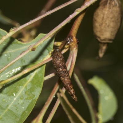 Conoeca or Lepidoscia (genera) IMMATURE (Unidentified Cone Case Moth larva, pupa, or case) at Higgins, ACT - 22 Dec 2022 by AlisonMilton