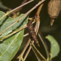 Lepidoscia (genus) IMMATURE at Higgins, ACT - 22 Dec 2022