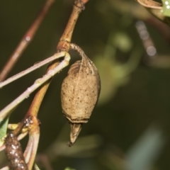 Hyalarcta nigrescens (Ribbed Case Moth) at Higgins, ACT - 22 Dec 2022 by AlisonMilton