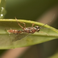 Ichneumonidae (family) at Higgins, ACT - 22 Dec 2022