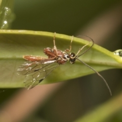 Ichneumonidae (family) at Higgins, ACT - 22 Dec 2022