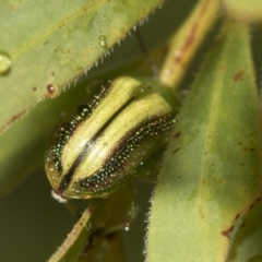 Calomela juncta (Leaf beetle) at Higgins, ACT - 22 Dec 2022 by AlisonMilton