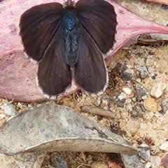 Erina sp. (genus) (A dusky blue butterfly) at Captains Flat, NSW - 29 Dec 2022 by anaqbn