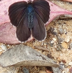 Erina (genus) (A dusky blue butterfly) at Captains Flat, NSW - 28 Dec 2022 by anaqbn