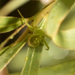 Lehtinelagia prasina at Higgins, ACT - 22 Dec 2022