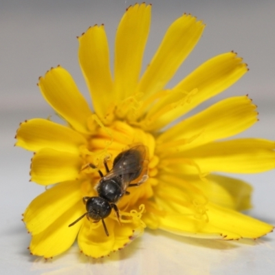 Unidentified Bee (Hymenoptera, Apiformes) by TimL