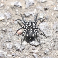 Nyssus albopunctatus (White-spotted swift spider) at ANBG - 12 Nov 2022 by AlisonMilton