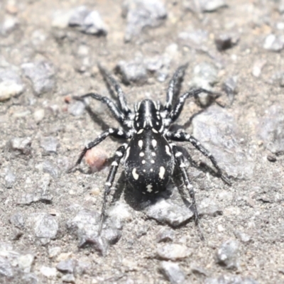 Nyssus albopunctatus (White-spotted swift spider) at Acton, ACT - 12 Nov 2022 by AlisonMilton