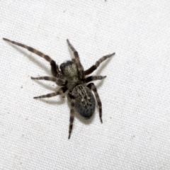 Badumna sp. (genus) (Lattice-web spider) at Higgins, ACT - 21 Dec 2022 by AlisonMilton