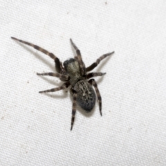 Badumna sp. (genus) at Higgins, ACT - 22 Dec 2022