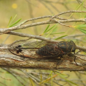 Galanga labeculata at Paddys River, ACT - 29 Dec 2022