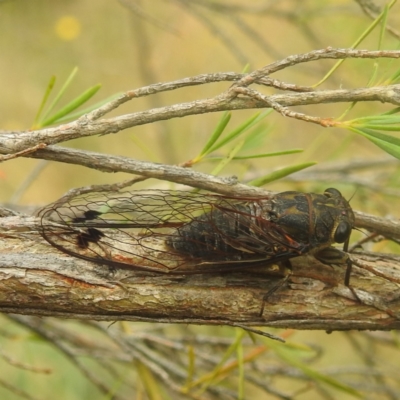 Galanga labeculata (Double-spotted cicada) at Kambah Pool - 28 Dec 2022 by HelenCross