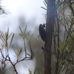 Galanga labeculata at Paddys River, ACT - 29 Dec 2022