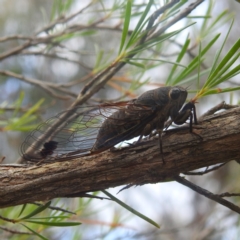 Galanga labeculata at Paddys River, ACT - 29 Dec 2022