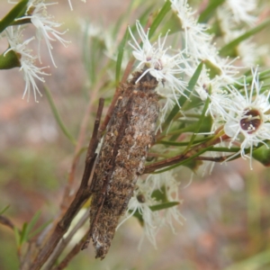 Trigonocyttara clandestina at Paddys River, ACT - 29 Dec 2022 09:38 AM