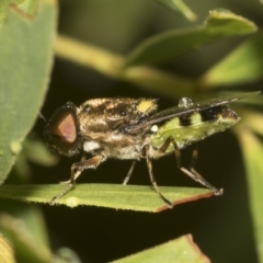 Odontomyia hunteri (Soldier fly) at Higgins, ACT - 22 Dec 2022 by AlisonMilton