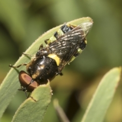 Odontomyia hunteri at Higgins, ACT - 22 Dec 2022 12:58 PM