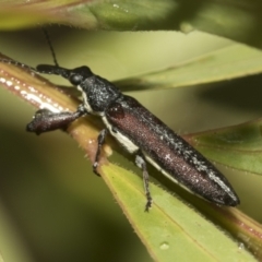 Rhinotia sp. (genus) (Unidentified Rhinotia weevil) at Higgins, ACT - 22 Dec 2022 by AlisonMilton