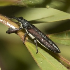 Rhinotia sp. (genus) at Higgins, ACT - 22 Dec 2022 12:59 PM