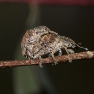 Gonipterus sp. (genus) at McKellar, ACT - 26 Sep 2022