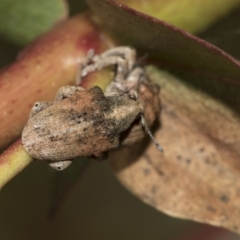 Gonipterus sp. (genus) at McKellar, ACT - 26 Sep 2022