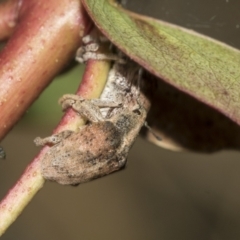 Gonipterus sp. (genus) at McKellar, ACT - 26 Sep 2022