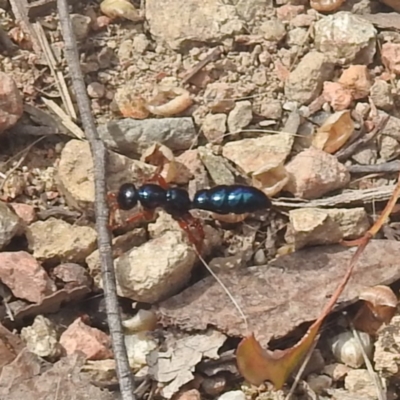 Diamma bicolor (Blue ant, Bluebottle ant) at Kambah Pool - 28 Dec 2022 by HelenCross
