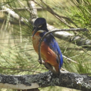 Ceyx azureus at Coree, ACT - 29 Dec 2022