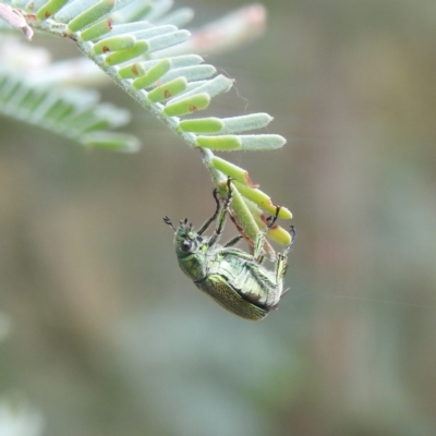 Diphucephala sp. (genus) (Green Scarab Beetle) at Kambah Pool - 28 Dec 2022 by HelenCross