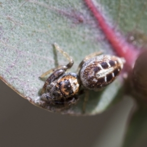 Opisthoncus sexmaculatus at McKellar, ACT - 26 Sep 2022