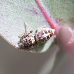 Opisthoncus sexmaculatus at McKellar, ACT - 26 Sep 2022