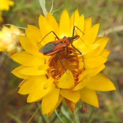 Gminatus australis (Orange assassin bug) at Kambah Pool - 28 Dec 2022 by HelenCross