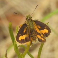 Ocybadistes walkeri (Green Grass-dart) at Kambah Pool - 28 Dec 2022 by HelenCross