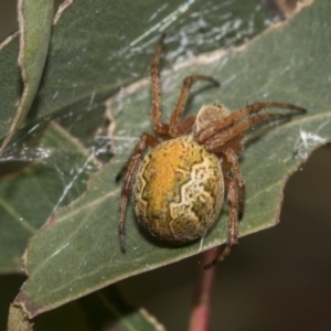 Araneus hamiltoni at McKellar, ACT - 26 Sep 2022 12:52 PM