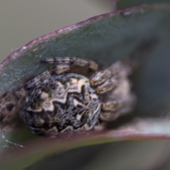 Araneus hamiltoni at McKellar, ACT - 26 Sep 2022 12:52 PM