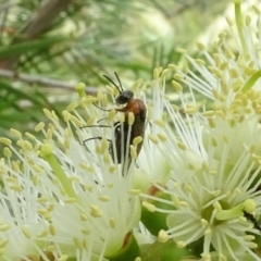 Symphyta (suborder) (Unidentified Sawfly) at Molonglo Valley, ACT - 29 Dec 2022 by AndyRussell