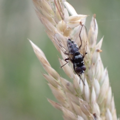 Tachinidae (family) (Unidentified Bristle fly) at Murrumbateman, NSW - 28 Dec 2022 by SimoneC